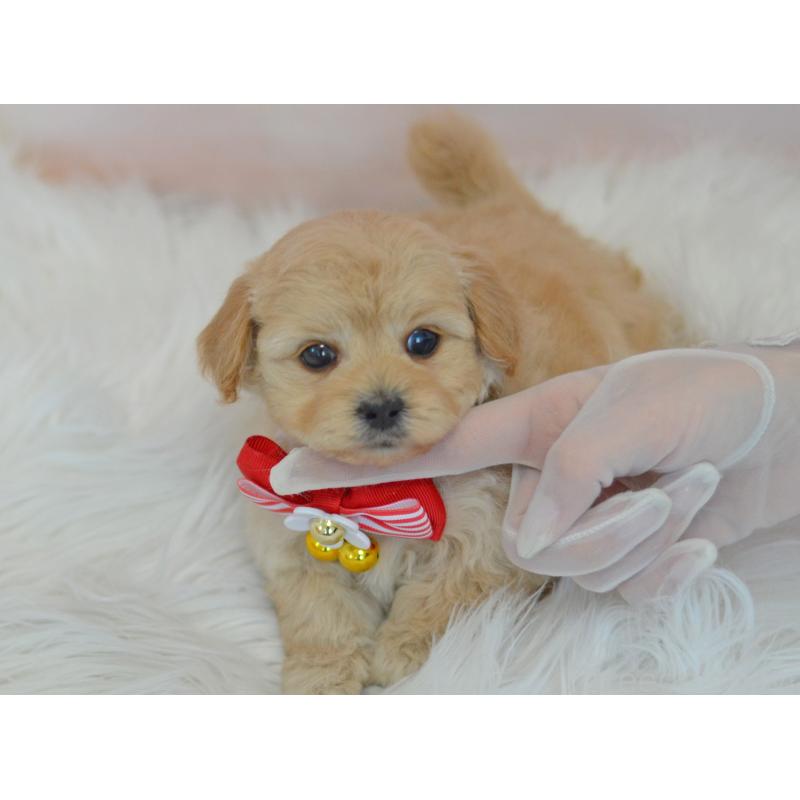 販売中の埼玉県のミックス犬-433481の24枚目