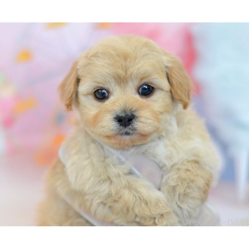 販売中の埼玉県のミックス犬-433481の22枚目