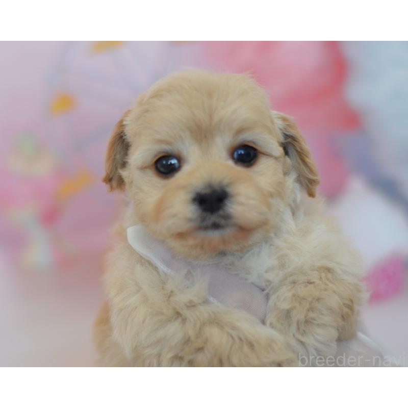 販売中の埼玉県のミックス犬-433481の21枚目