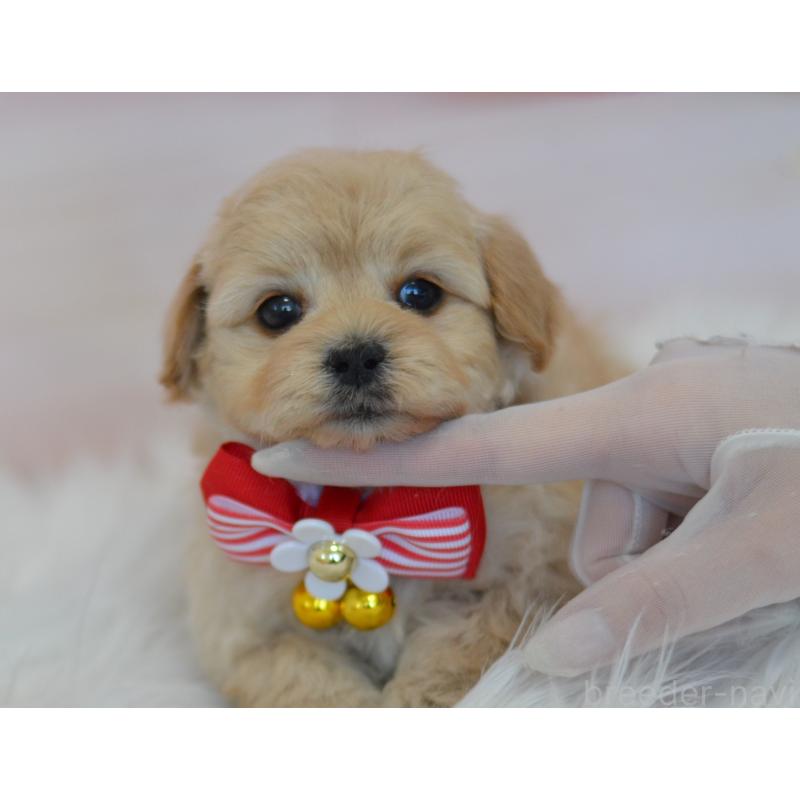 販売中の埼玉県のミックス犬-433481の19枚目