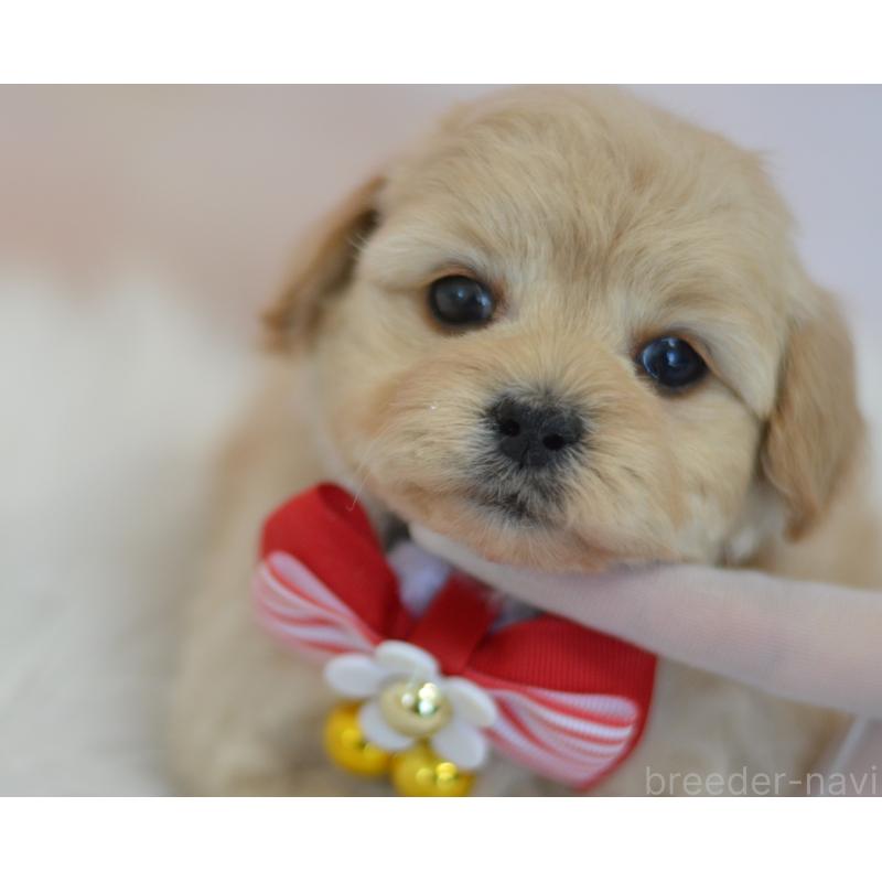 販売中の埼玉県のミックス犬-433481の18枚目