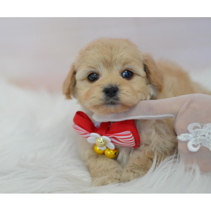 販売中の埼玉県のミックス犬-433481の13枚目