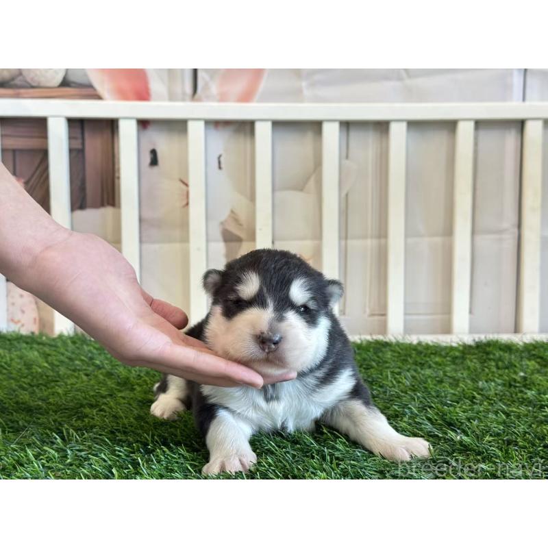 販売中の茨城県のアラスカンマラミュート-438375の4枚目