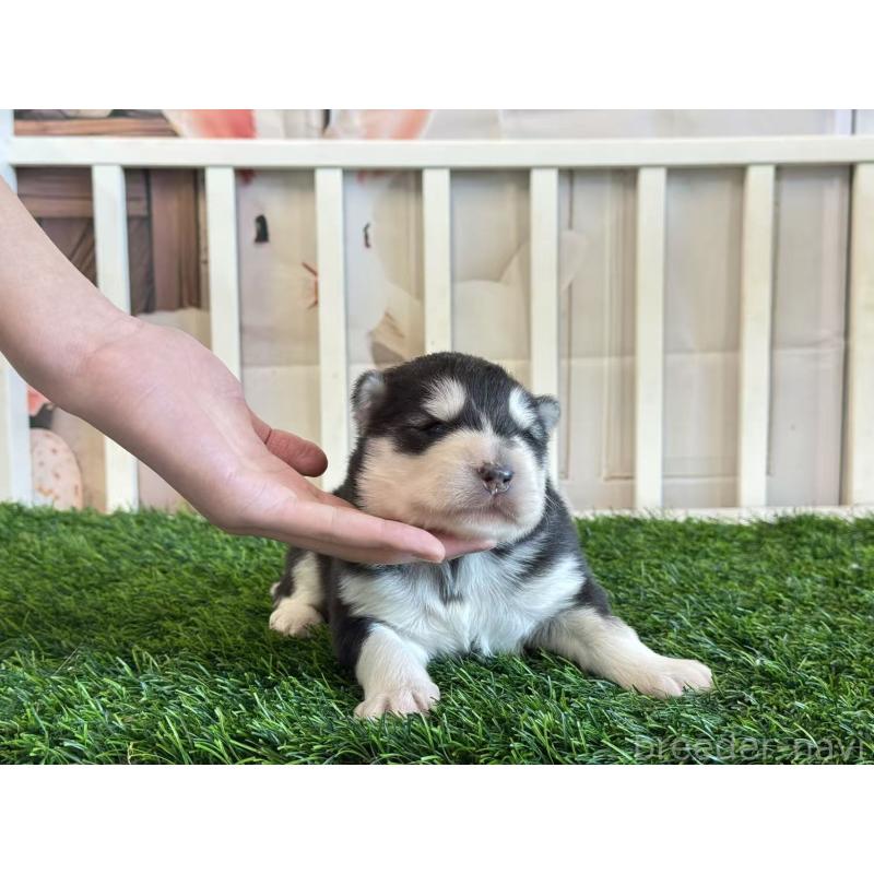 販売中の茨城県のアラスカンマラミュート-438375の3枚目