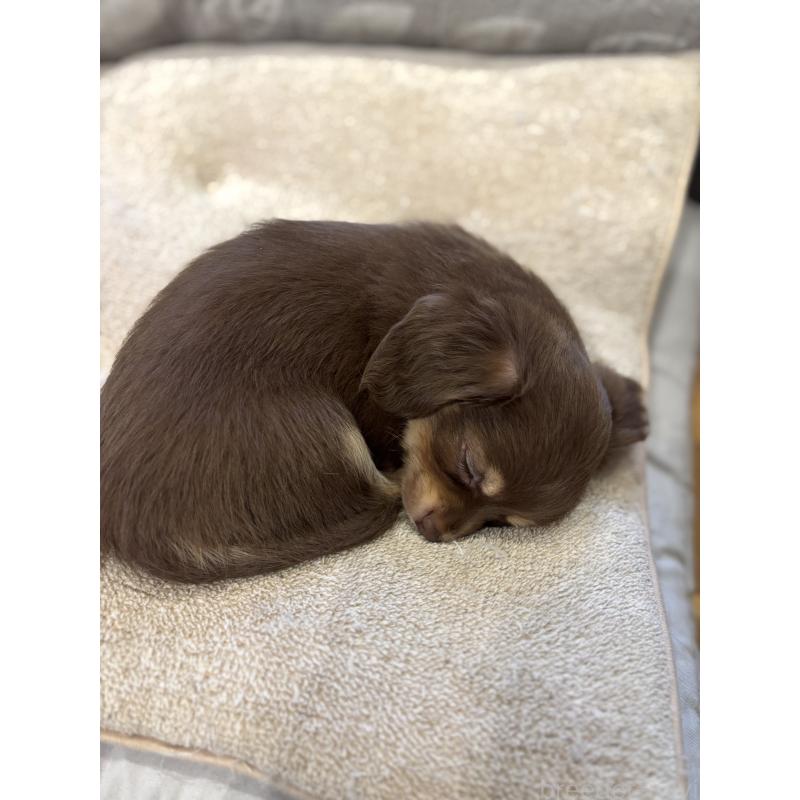 販売中の大分県のチワックス:チワワ×ミニチュアダックスフンド-438374の7枚目