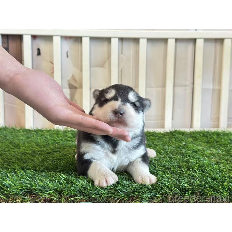 販売中の茨城県のアラスカンマラミュート-438375の2枚目