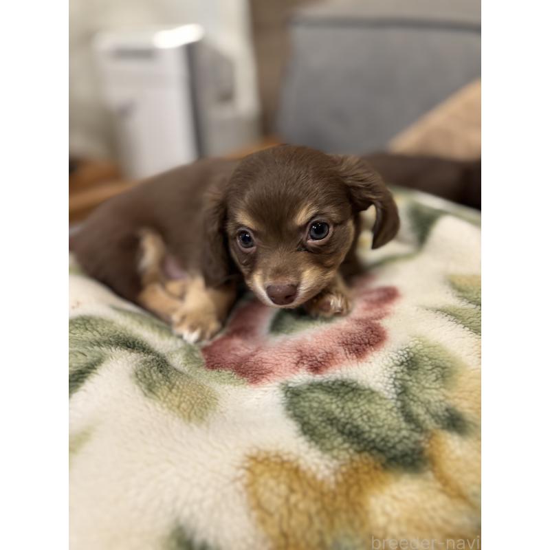 販売中の大分県のチワックス:チワワ×ミニチュアダックスフンド-438374の6枚目