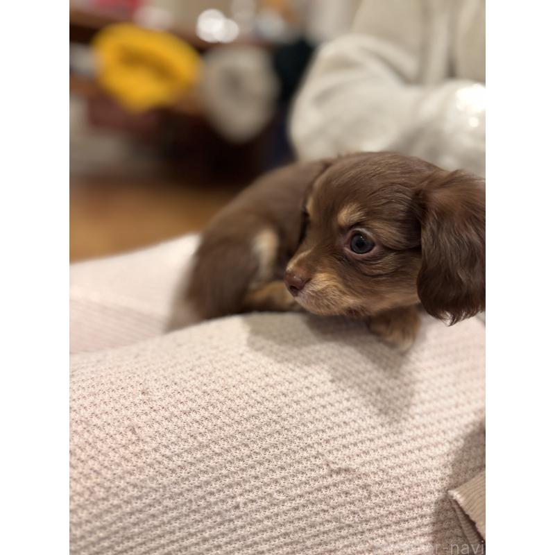 販売中の大分県のチワックス:チワワ×ミニチュアダックスフンド-438374の5枚目
