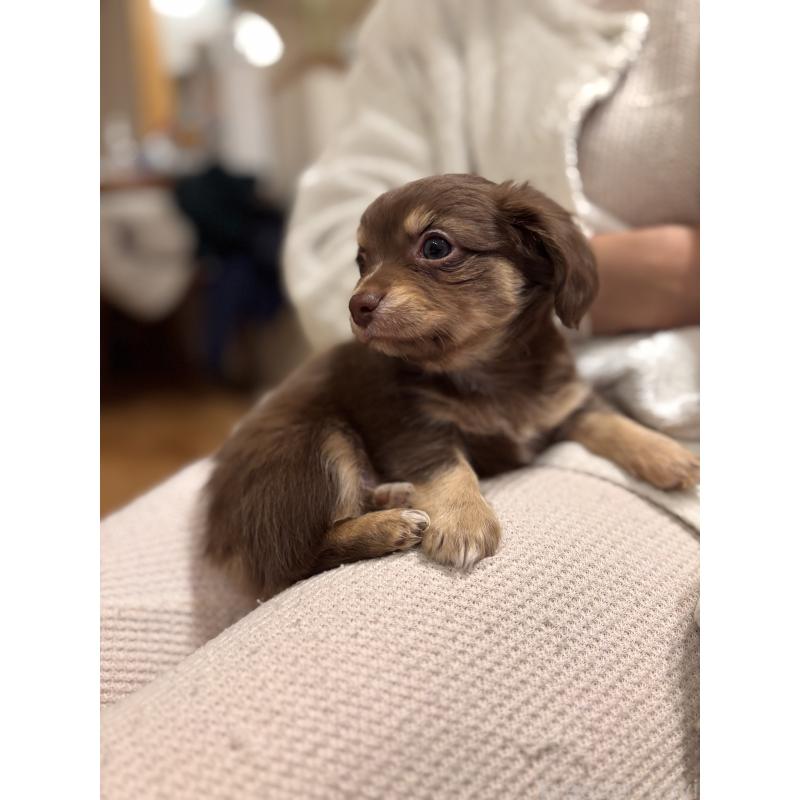 販売中の大分県のチワックス:チワワ×ミニチュアダックスフンド-438374の4枚目