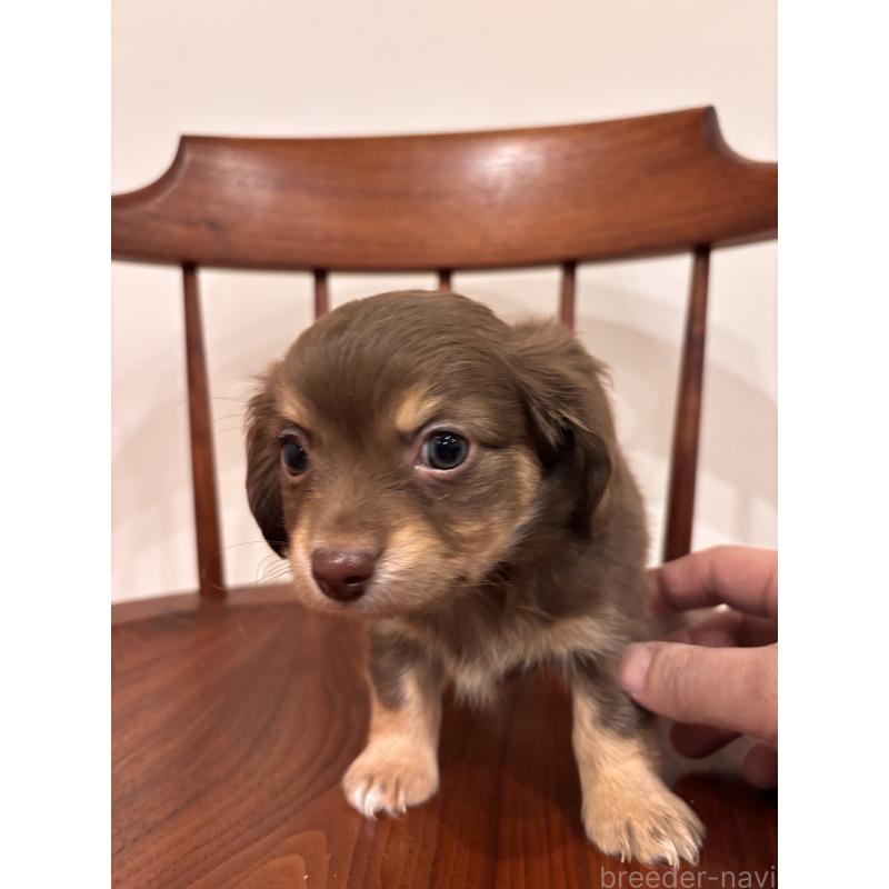 販売中の大分県のチワックス:チワワ×ミニチュアダックスフンド-438374の2枚目