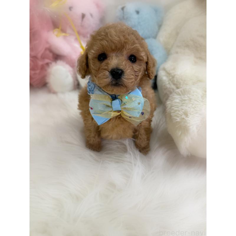 販売中の香川県のトイプードル-438378の3枚目