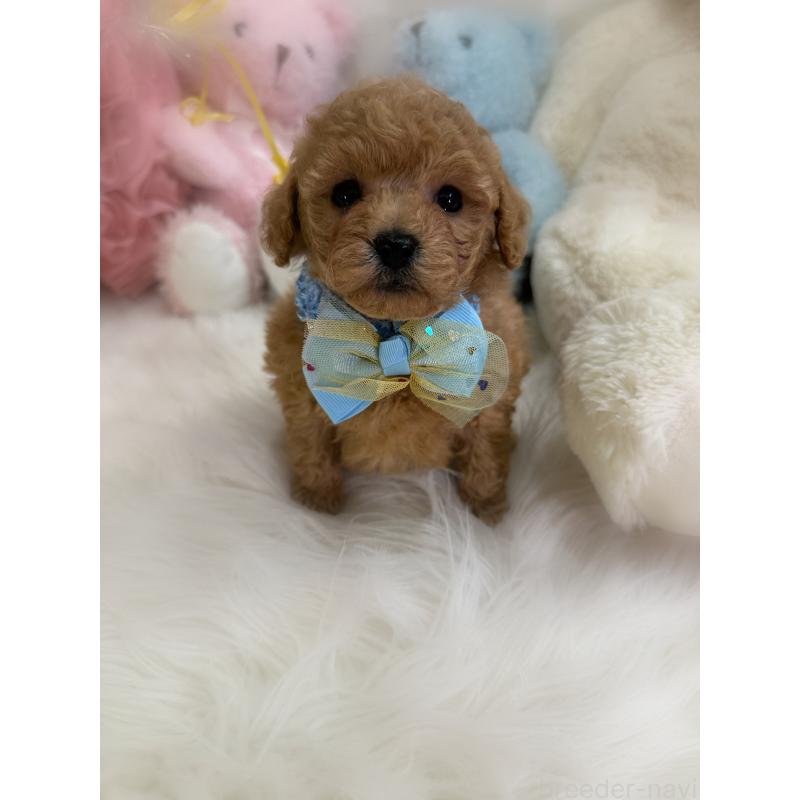 販売中の香川県のトイプードル-438378の2枚目