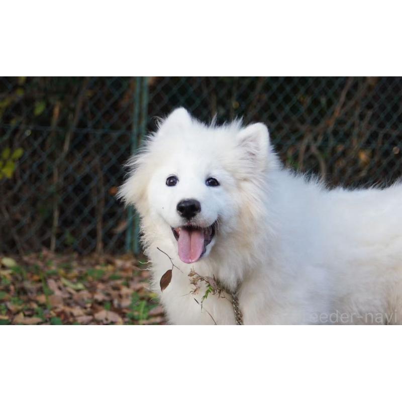 販売中の千葉県のサモエド-407360の2枚目