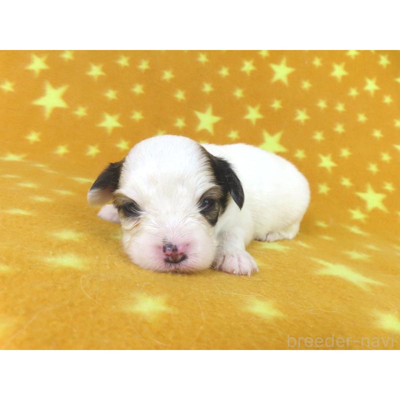 販売中の千葉県のパピヨン-438379の3枚目