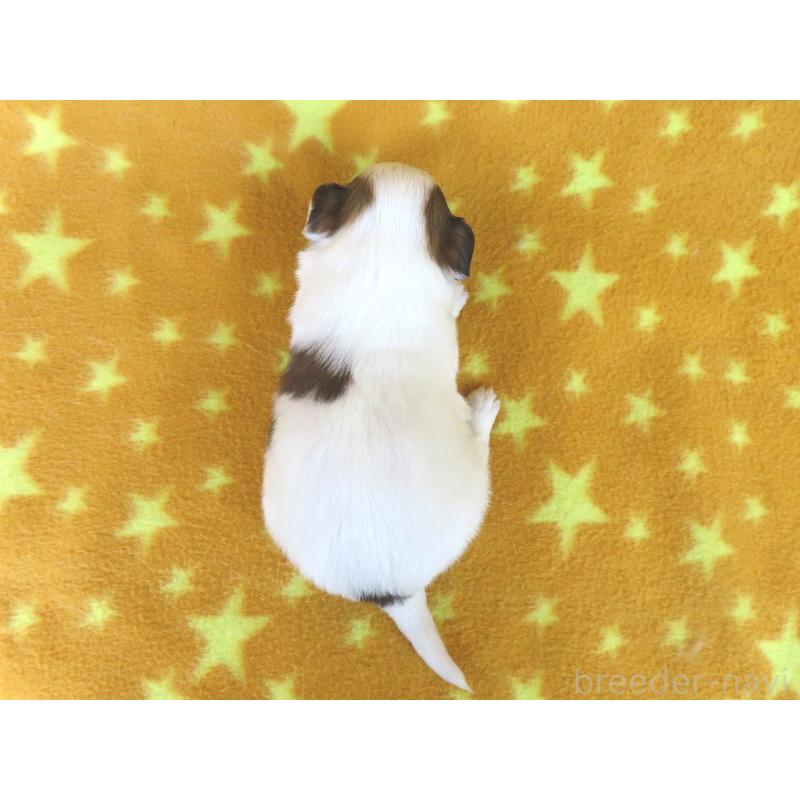 販売中の千葉県のパピヨン-438380の5枚目