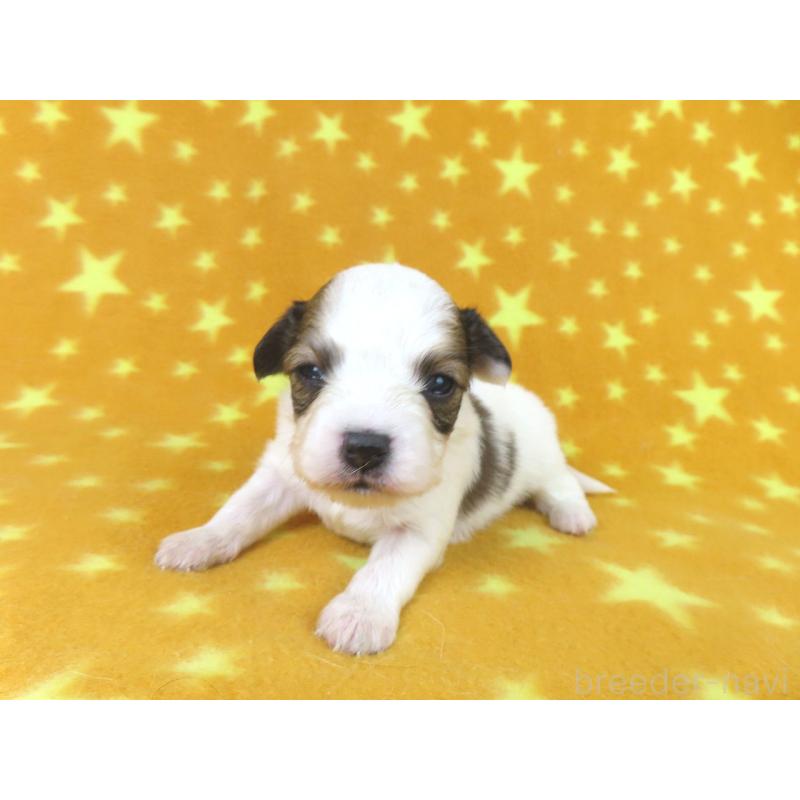 販売中の千葉県のパピヨン-438380の4枚目