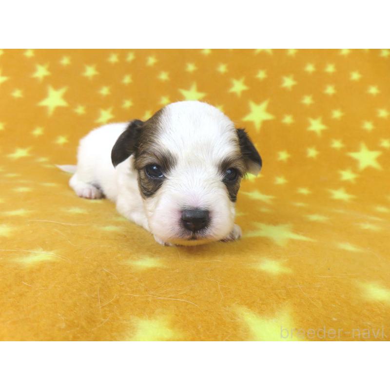 販売中の千葉県のパピヨン-438380の3枚目