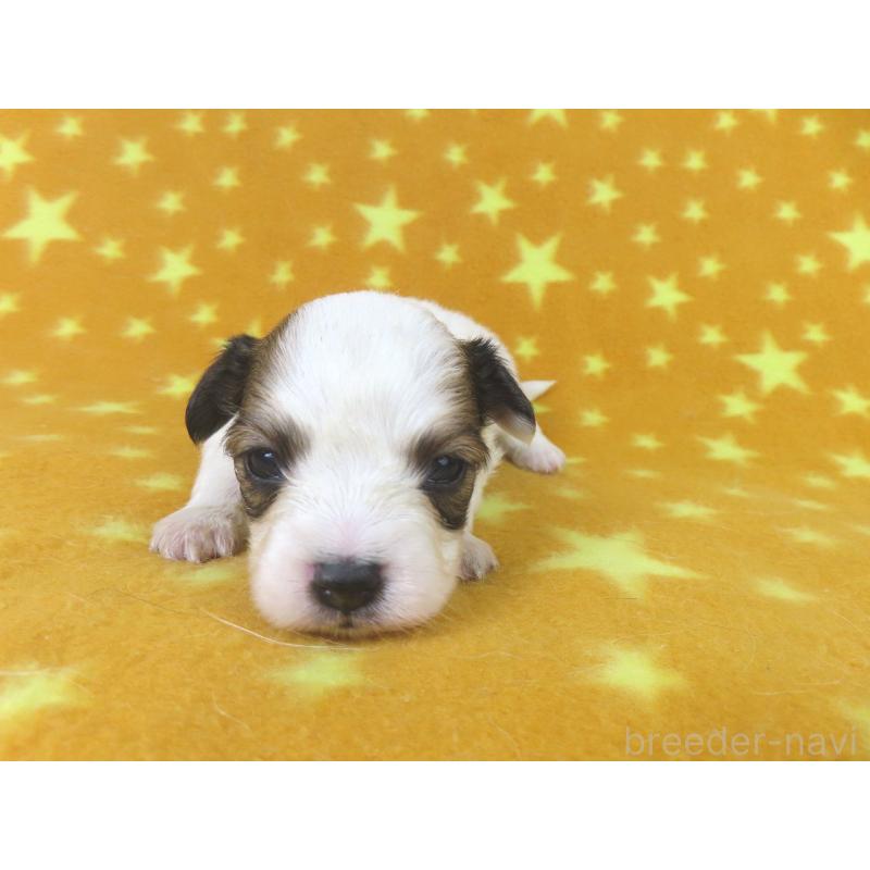 販売中の千葉県のパピヨン-438380の2枚目