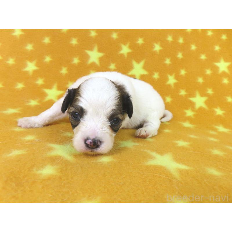 販売中の千葉県のパピヨン-438381の4枚目