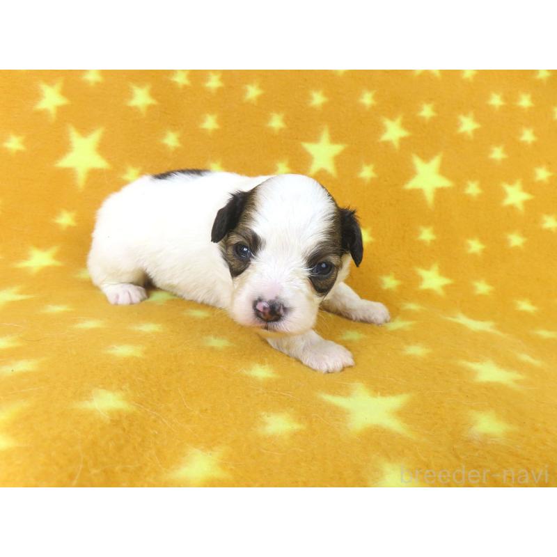 販売中の千葉県のパピヨン-438381の3枚目