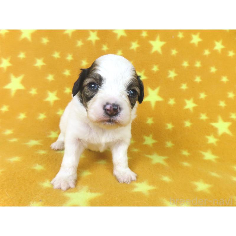 販売中の千葉県のパピヨン-438381の2枚目