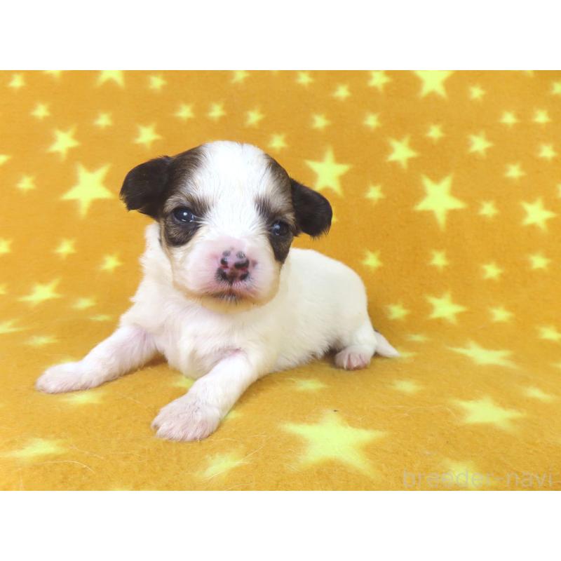 販売中の千葉県のパピヨン-438383の4枚目