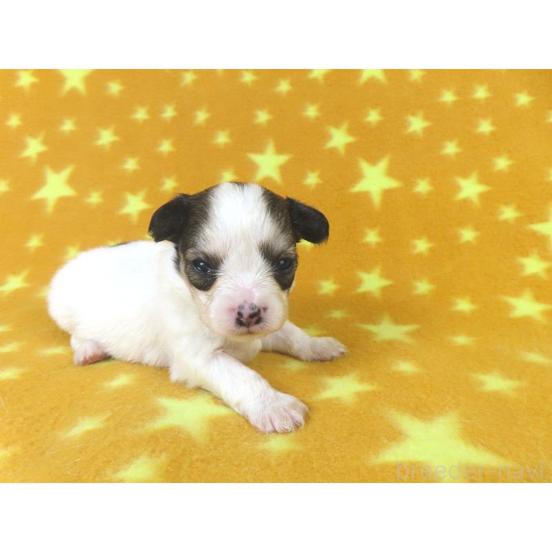 販売中の千葉県のパピヨン-438383の3枚目