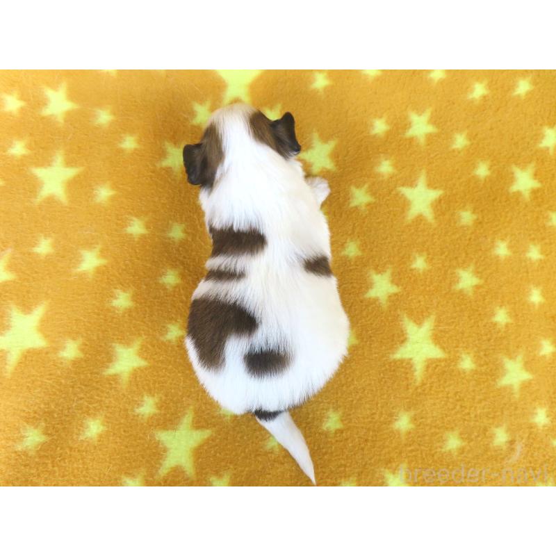 販売中の千葉県のパピヨン-438384の5枚目