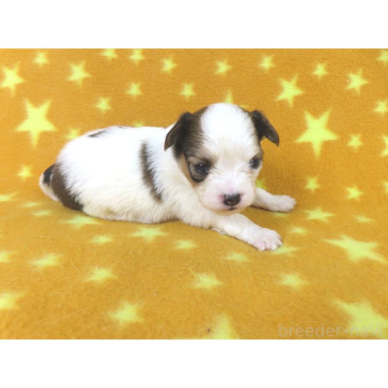 販売中の千葉県のパピヨン-438384の4枚目