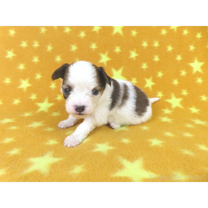 販売中の千葉県のパピヨン-438384の3枚目