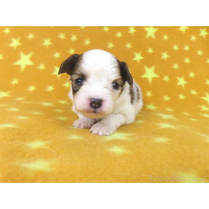 販売中の千葉県のパピヨン-438384の2枚目