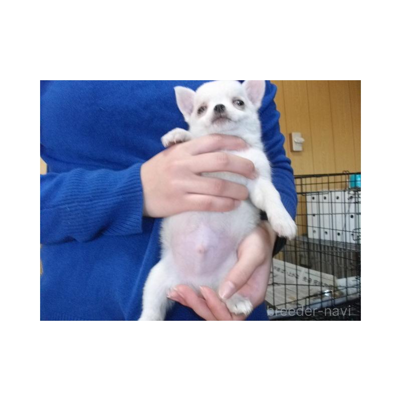 販売中の埼玉県のポメチワ:ポメラニアン×チワワ-438386の3枚目