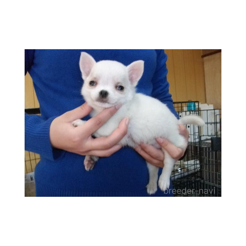 販売中の埼玉県のポメチワ:ポメラニアン×チワワ-438386の2枚目