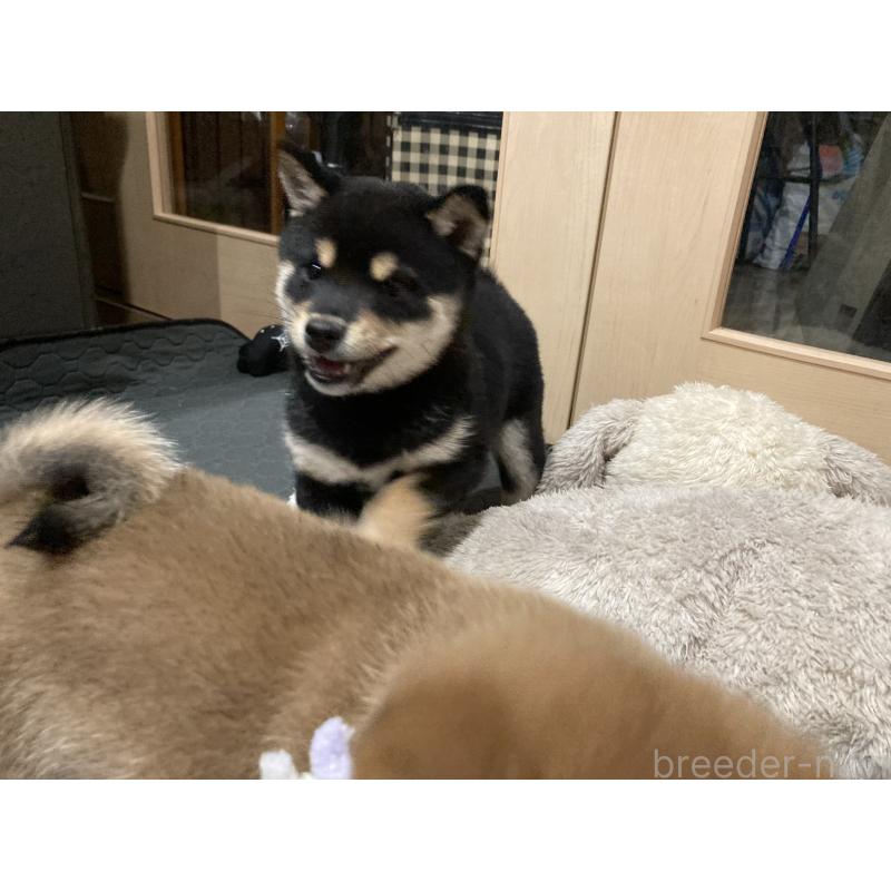 販売中の福岡県の豆柴-429362の2枚目