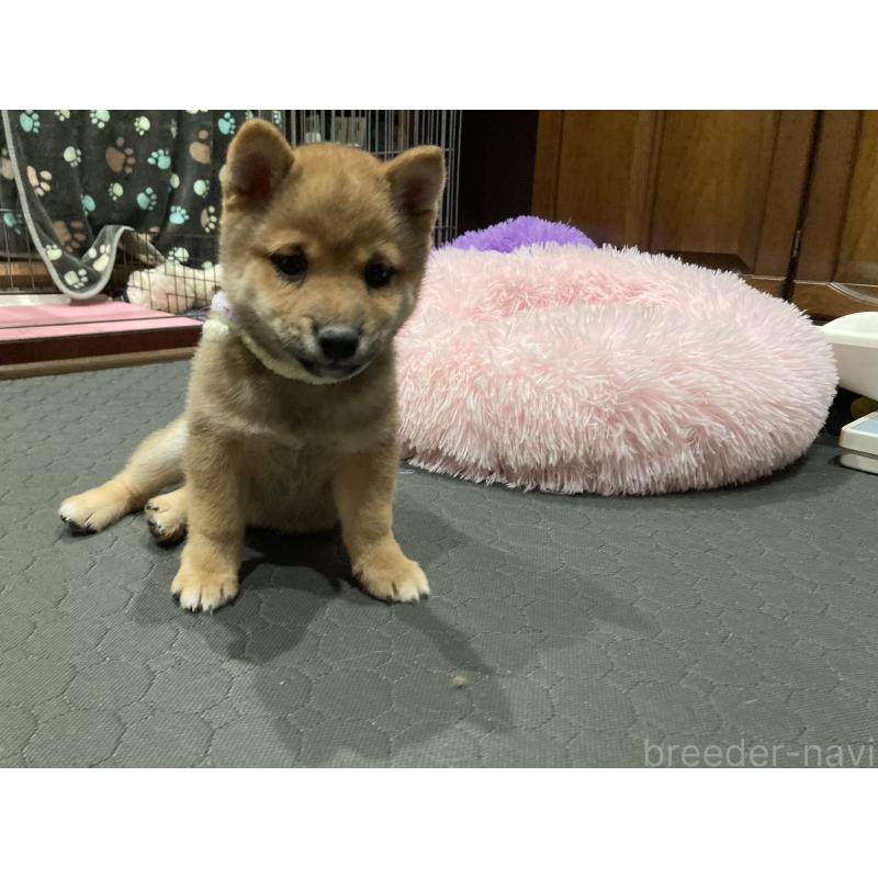 商談中の福岡県の豆柴-435512の7枚目