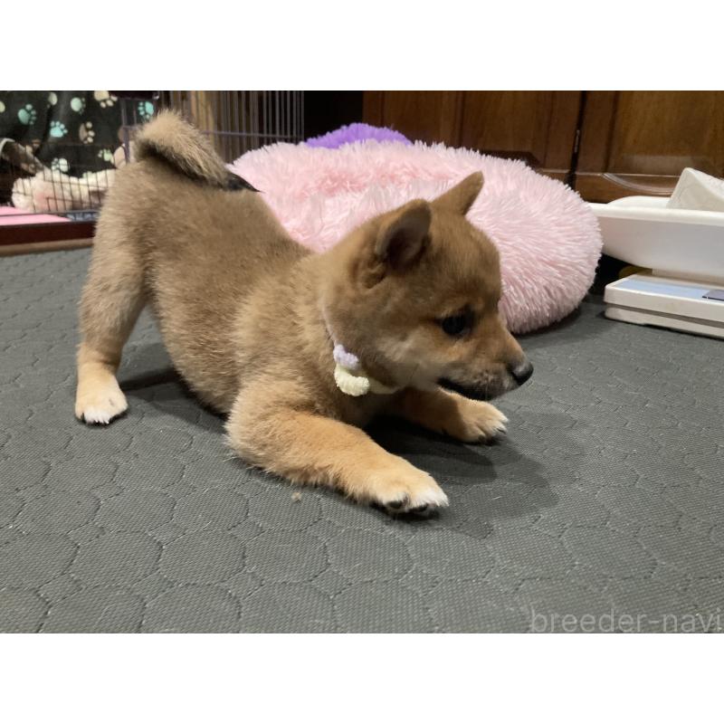 商談中の福岡県の豆柴-435512の6枚目