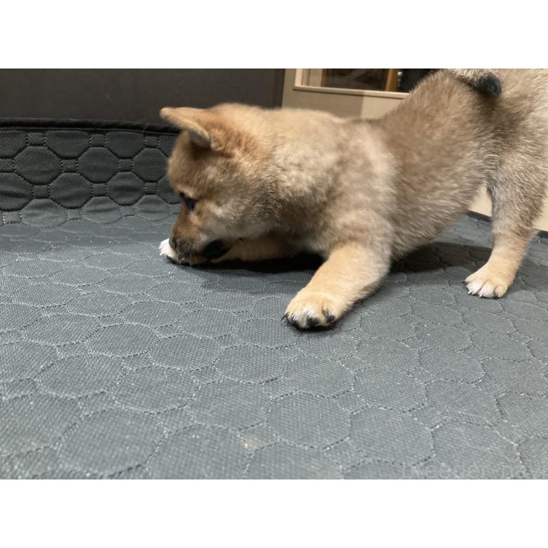 商談中の福岡県の豆柴-435512の5枚目