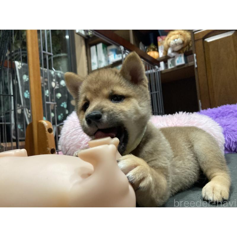 商談中の福岡県の豆柴-435512の4枚目