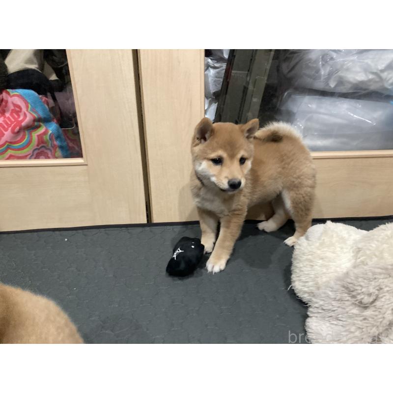 商談中の福岡県の豆柴-435512の3枚目