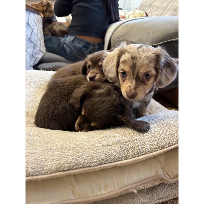 販売中の大分県のチワックス:チワワ×ミニチュアダックスフンド-438388の9枚目