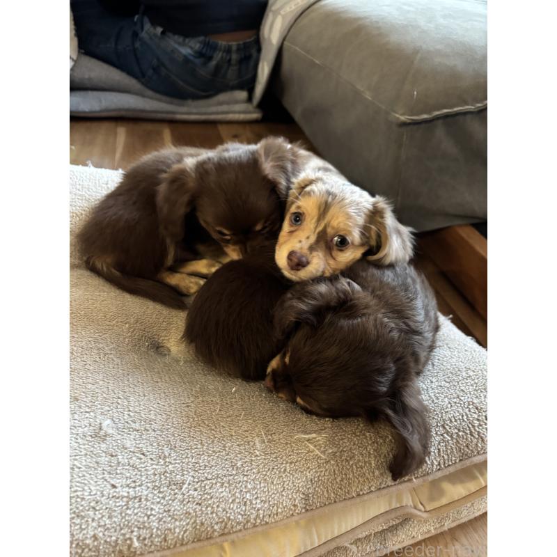 販売中の大分県のチワックス:チワワ×ミニチュアダックスフンド-438388の7枚目