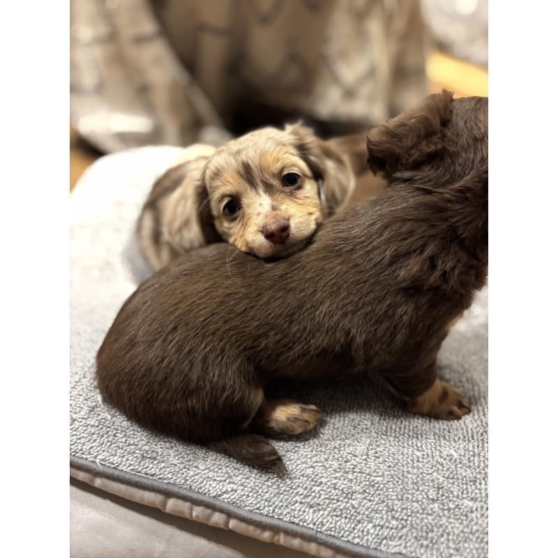 販売中の大分県のチワックス:チワワ×ミニチュアダックスフンド-438388の6枚目