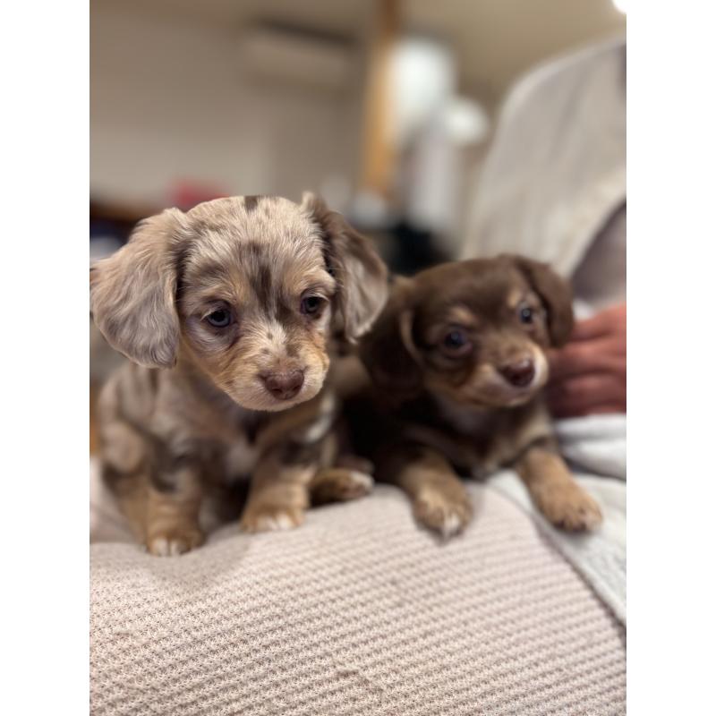 販売中の大分県のチワックス:チワワ×ミニチュアダックスフンド-438388の5枚目