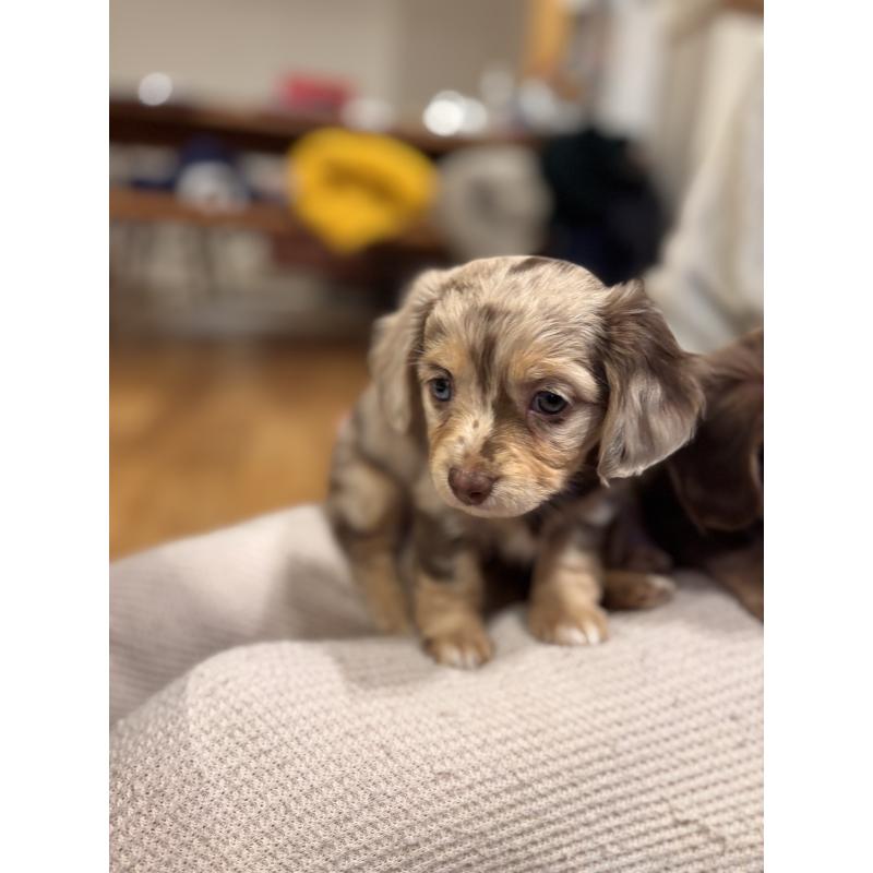 販売中の大分県のチワックス:チワワ×ミニチュアダックスフンド-438388の4枚目