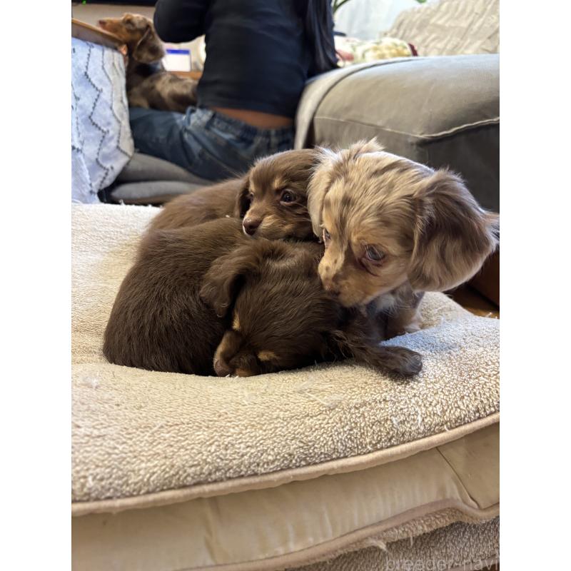 販売中の大分県のチワックス:チワワ×ミニチュアダックスフンド-438388の2枚目