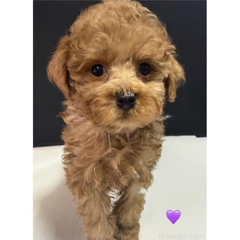 販売中の愛知県のトイプードル-429425