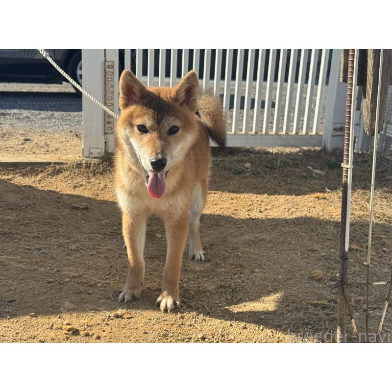 販売中の岡山県の柴犬-403114の4枚目
