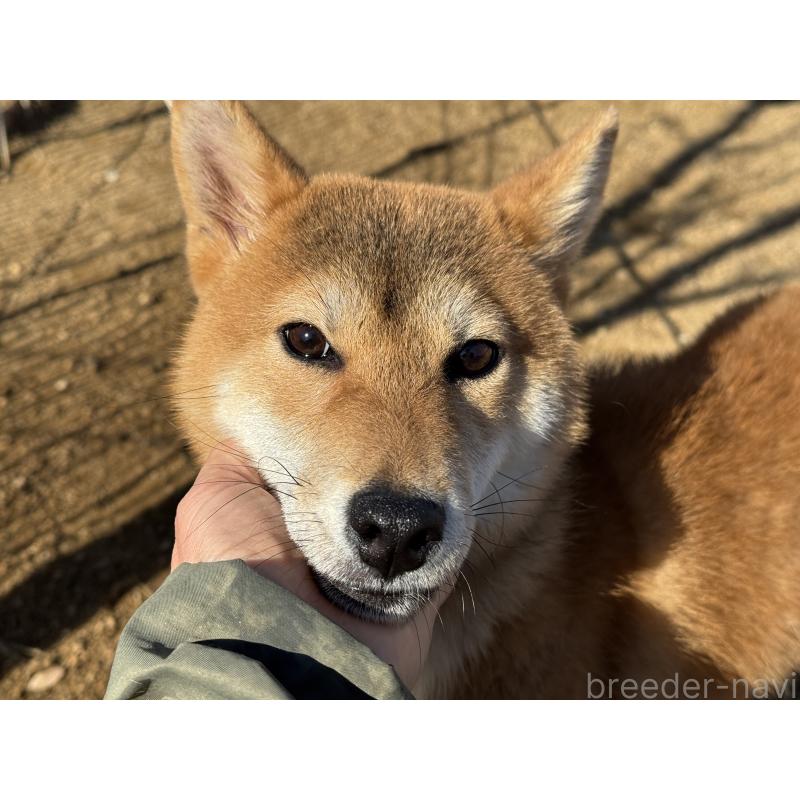 販売中の岡山県の柴犬-403114の3枚目