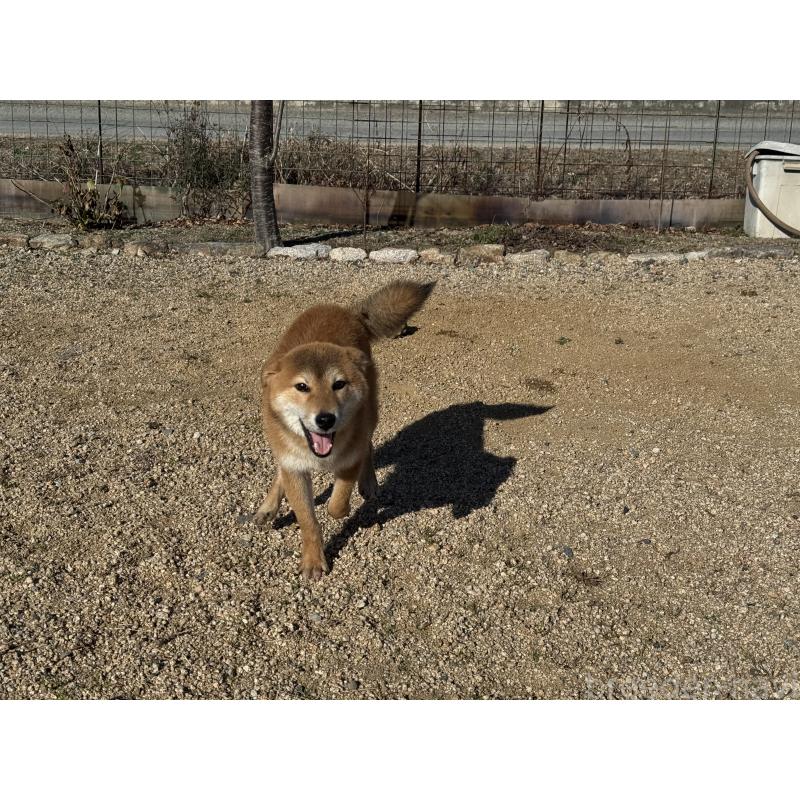 販売中の岡山県の柴犬-403114の2枚目