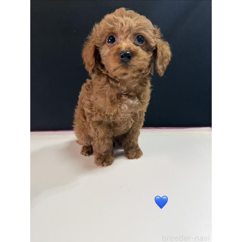 販売中の愛知県のトイプードル-429424